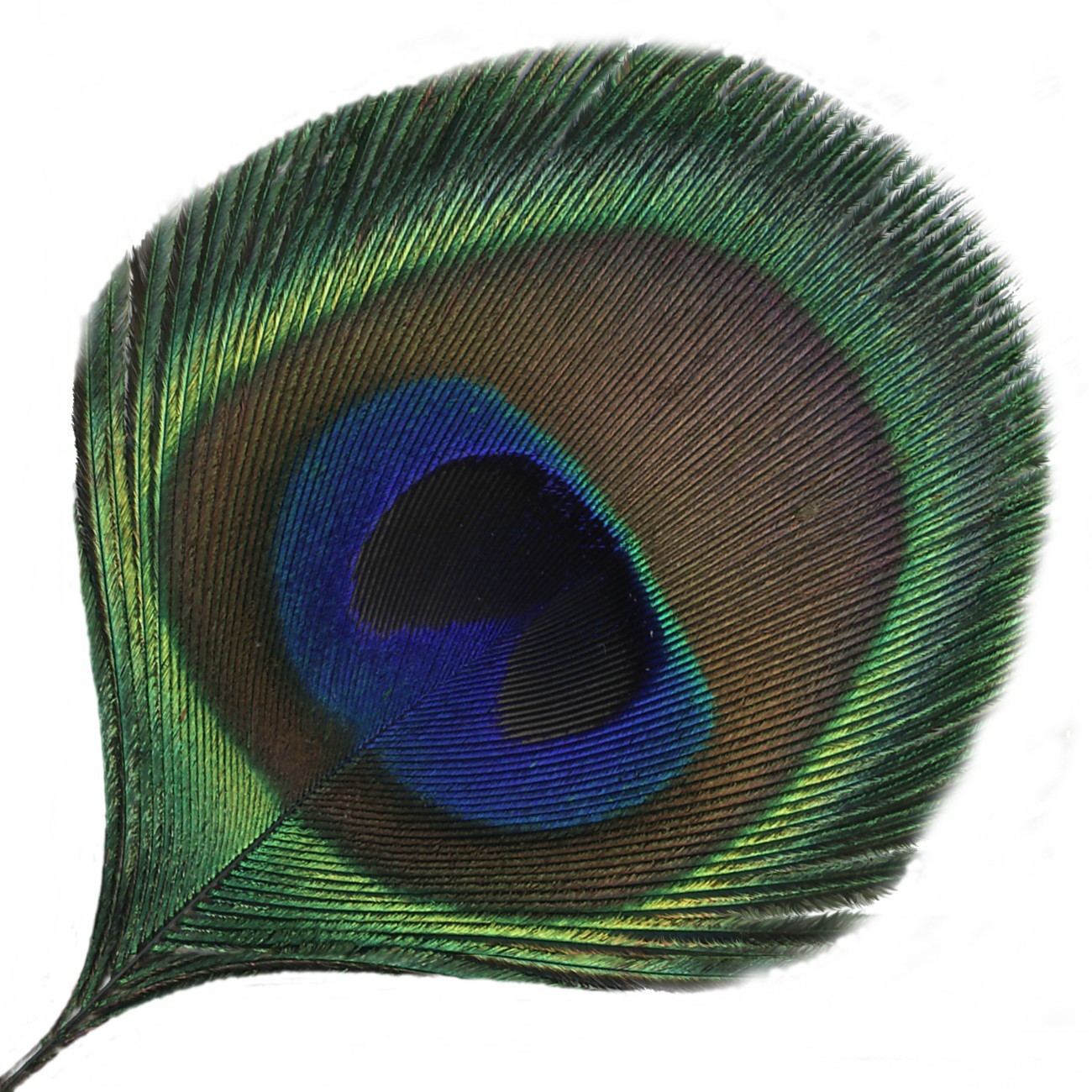 Pavonis peacock quill